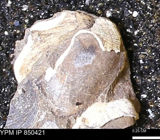 Limopsis striatopunctatus