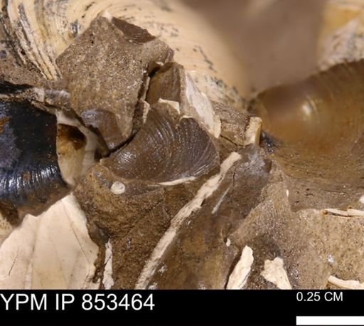 Limopsis striatopunctatus