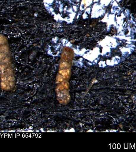 Ammobaculoides phaulus