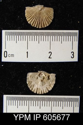 Hesperorthis tricenaria