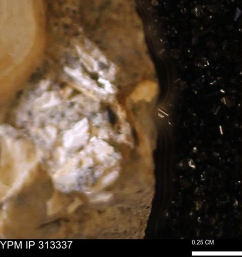 Corbicula sp.