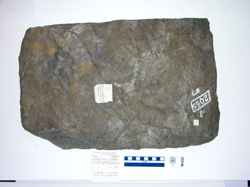 Grallator formosus