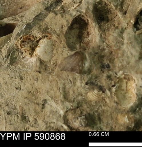 undet. Bivalvia