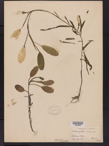 Potamogeton epihydrus