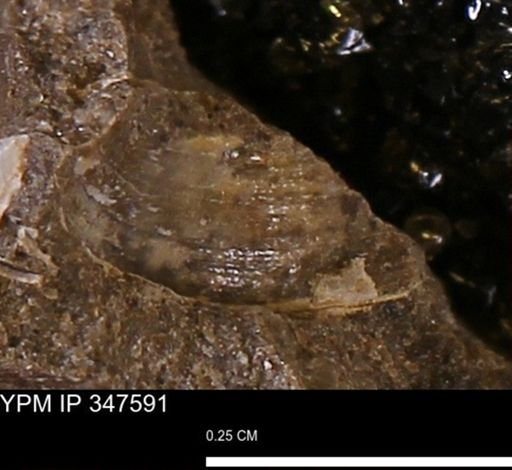 undet. Bivalvia