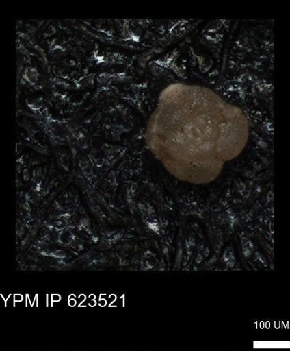 undet. Foraminiferida