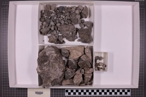 mixed taxa, stratigraphic collection