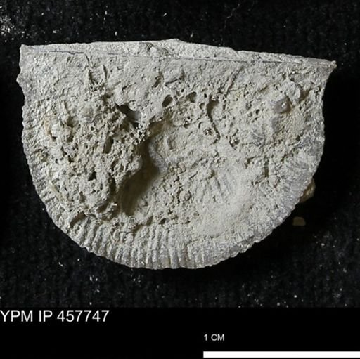 Strophodonta sp.