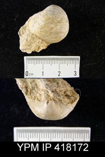 Calliprotonia sp.