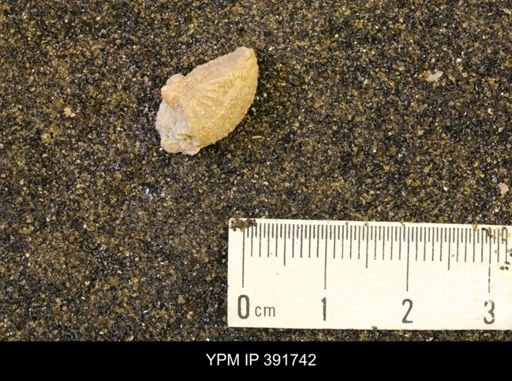 Desmoscaphites sp.