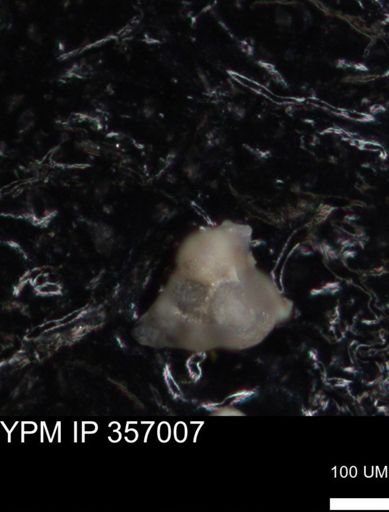 undet. Foraminiferida