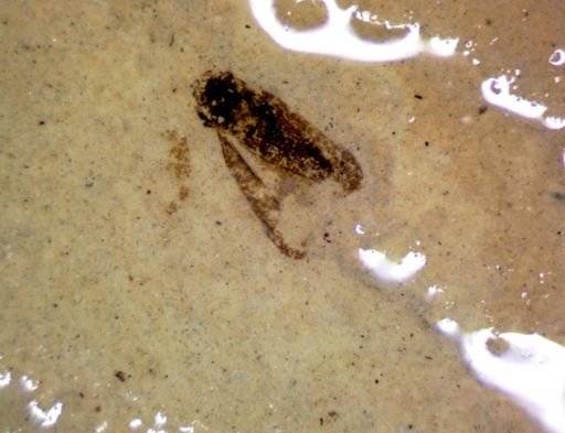 undet. Hemiptera