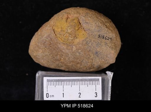 undet. Brachiopoda