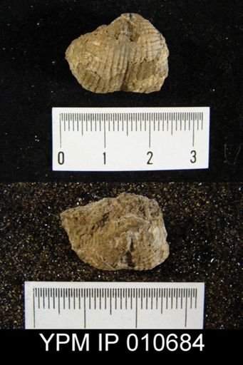 Productus cf. leei