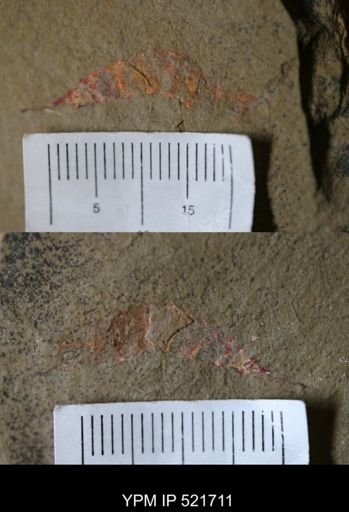 undet. Arthropoda