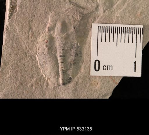 Elrathia kingi