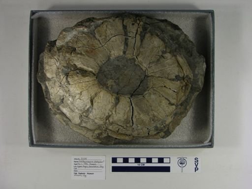 Ichthyosaurus platyodon?