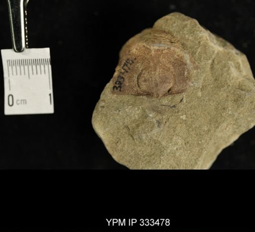 Strophomena?