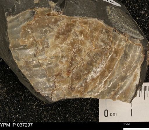 Inoceramus sp.