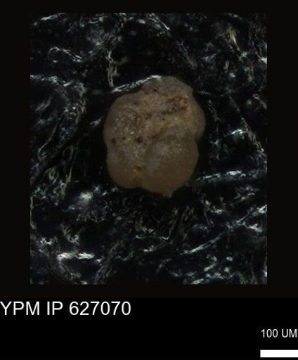 undet. Foraminiferida