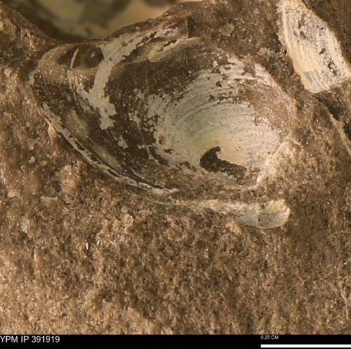 Protocardia sp.