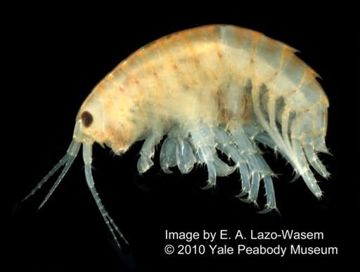 Hyalella azteca
