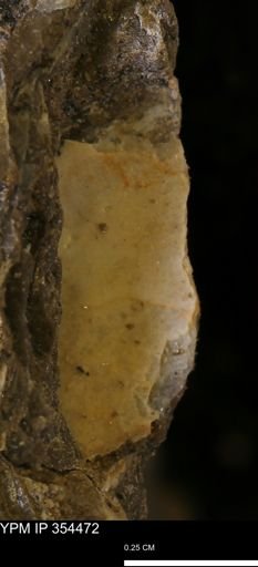 undet. Mollusca