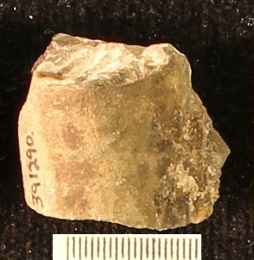 Baculites