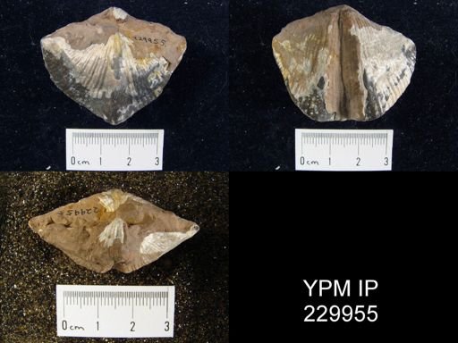 Neospirifer sp.