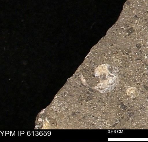 Scaphites sp.