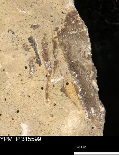 Mollusca