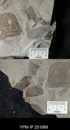 Eurypterus sp.