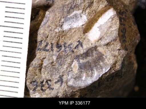 undet. Mollusca