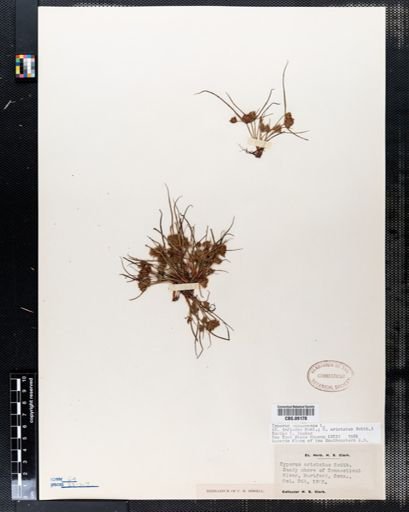 Cyperus squarrosus