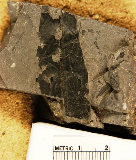 Oleandra arctica