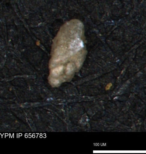Verneuilina canadensis