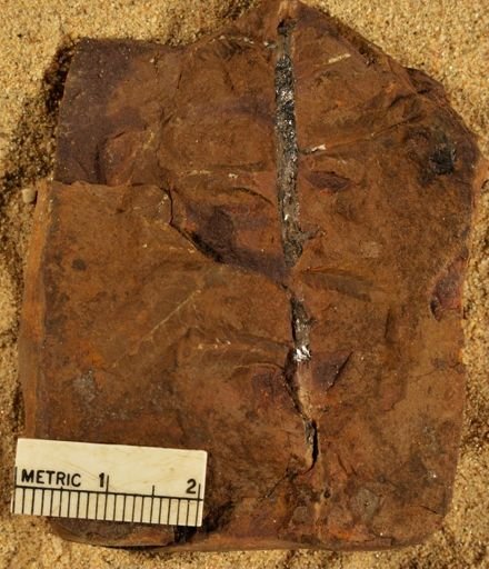 Pecopteris