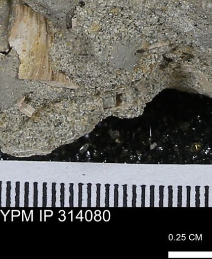 undet. Bivalvia
