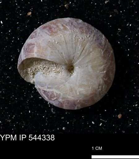 Poecilozonites bermudensis zonatus