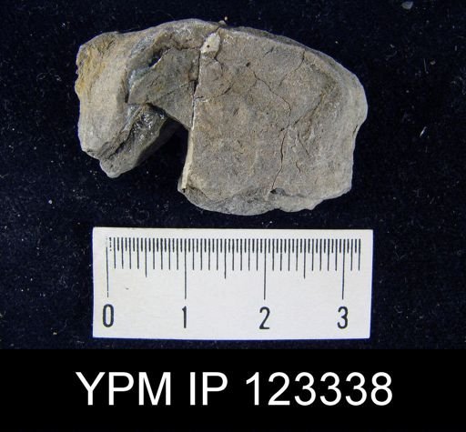 Leptaena rhomboidalis