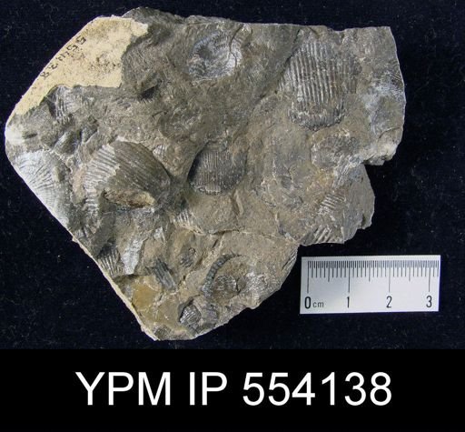 Diaphragmus fasciculatus