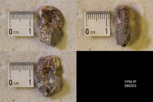 undet. Scaphitidae