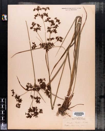 Scirpus