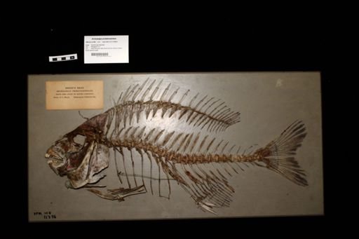Archosargus probatocephalus