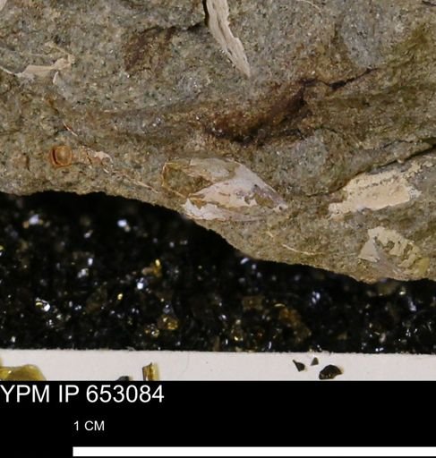 undet. Mollusca