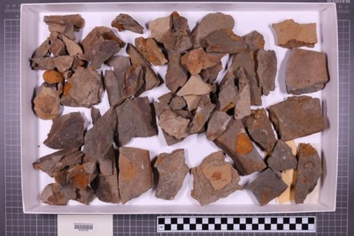 mixed taxa, stratigraphic collection