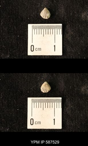 Camarotoechia whitei