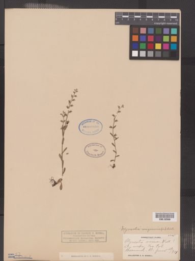 Myosotis verna