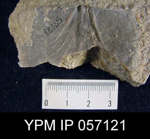Leptostrophia beckii