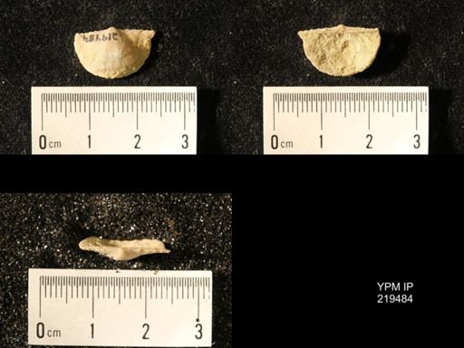 Chonetes granulifer